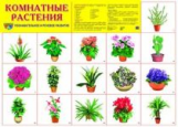 Дем. плакат. Комнатные растения.