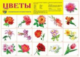 Дем. плакат. Цветы садовые.