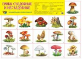 Дем. плакат. Грибы съедобные и несъедобные.