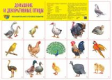 Дем. плакат. Декоративные и домашние птицы.