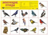 Дем. плакат. Зимующие птицы.