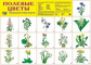 Дем. плакат. Полевые цветы.