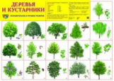 Дем. плакат. Деревья и кустарники.