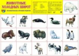 Дем. плакат. Животные холодных широт.