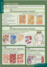 Компл. таблиц. Биология. 8-9 классы. Человек. (12 табл.) + методика.